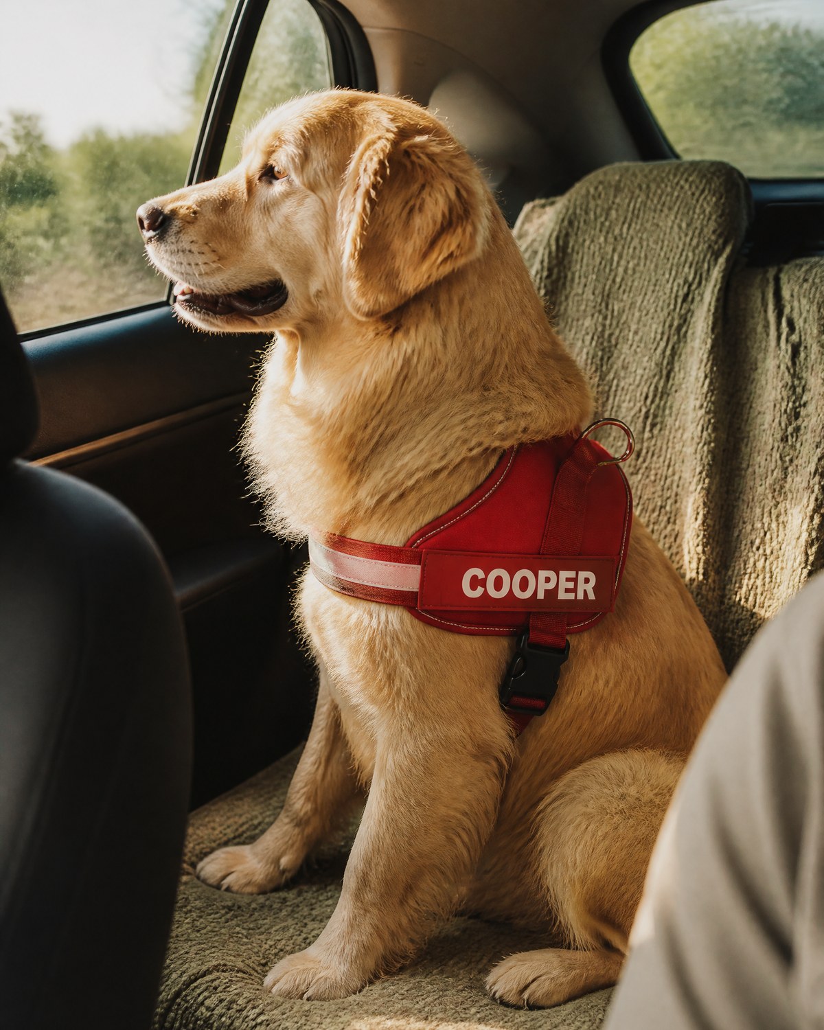 Golden retriever in a red COOPER harness in the back seat of a car