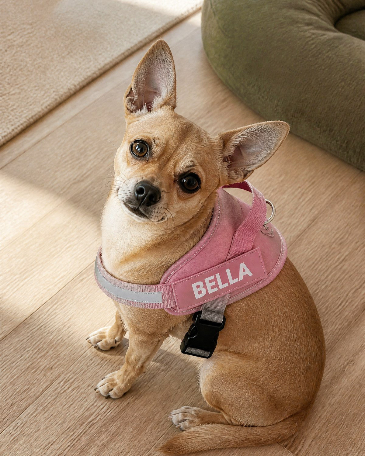 Chihuahua mix in a pink BELLA harness at home