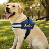 Yellow Labrador in a park wearing the blue personalized no-pull dog harness with an OLLIE name patch